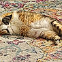 cat, tabby, sleeping, relaxed, fur, pet, animal, indoor, carpet, pattern, colorful, cozy, cute, whiskers, paws, resting, feline, soft, domestic_cat, home