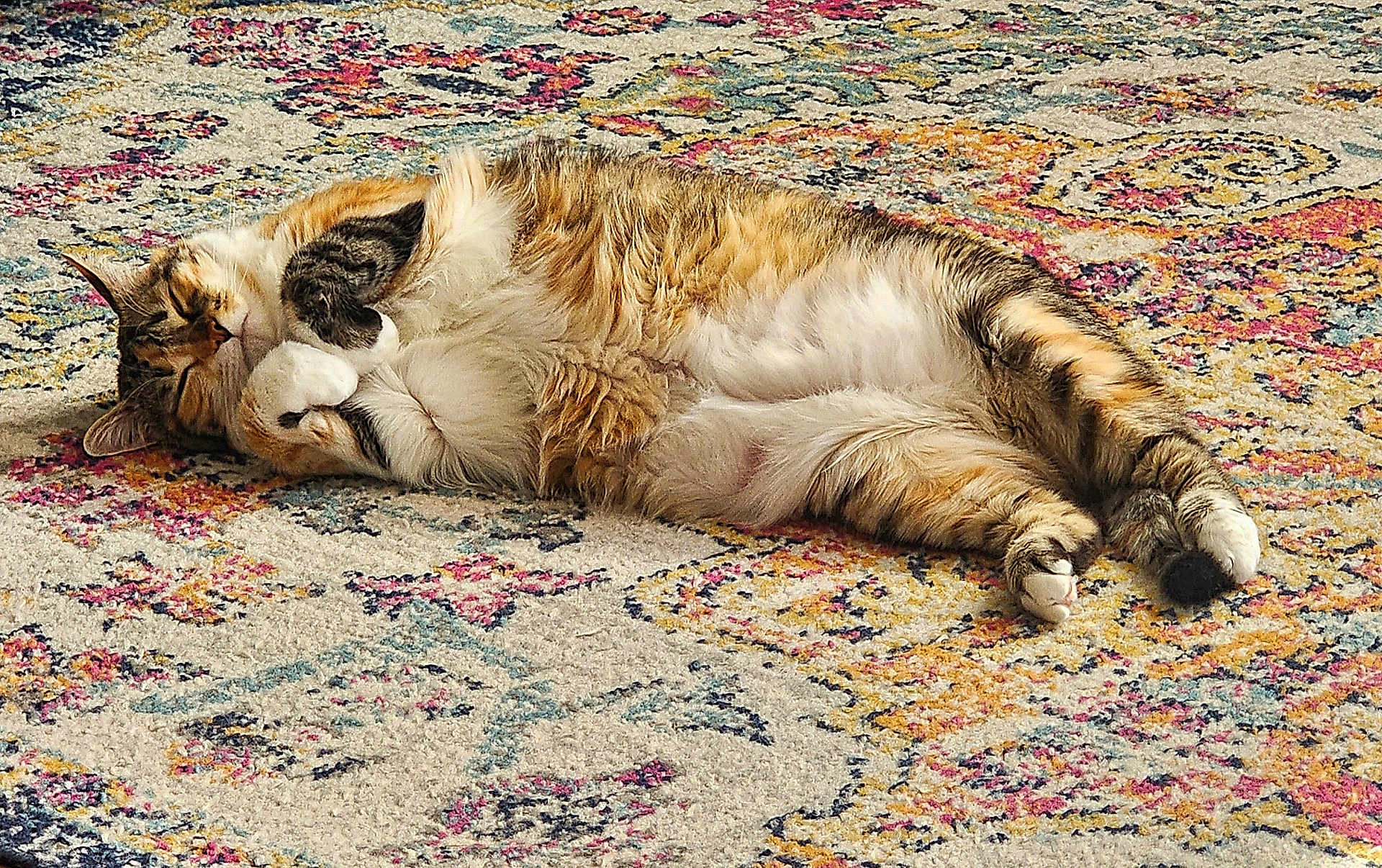 Ushy a rejoint le concours — aidez-le/la à gagner de superbes lots ! cat, tabby, sleeping, relaxed, fur, pet, animal, indoor, carpet, pattern, colorful, cozy, cute, whiskers, paws, resting, feline, soft, domestic_cat, home
