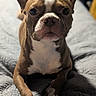 dog, brown_dog, white_patch, bedspread, quilt, pet, animal, close_up, portrait, indoors, laying_down, paw, face, ears, nose, whiskers, fur, looking_at_camera, soft_light, blurred_background