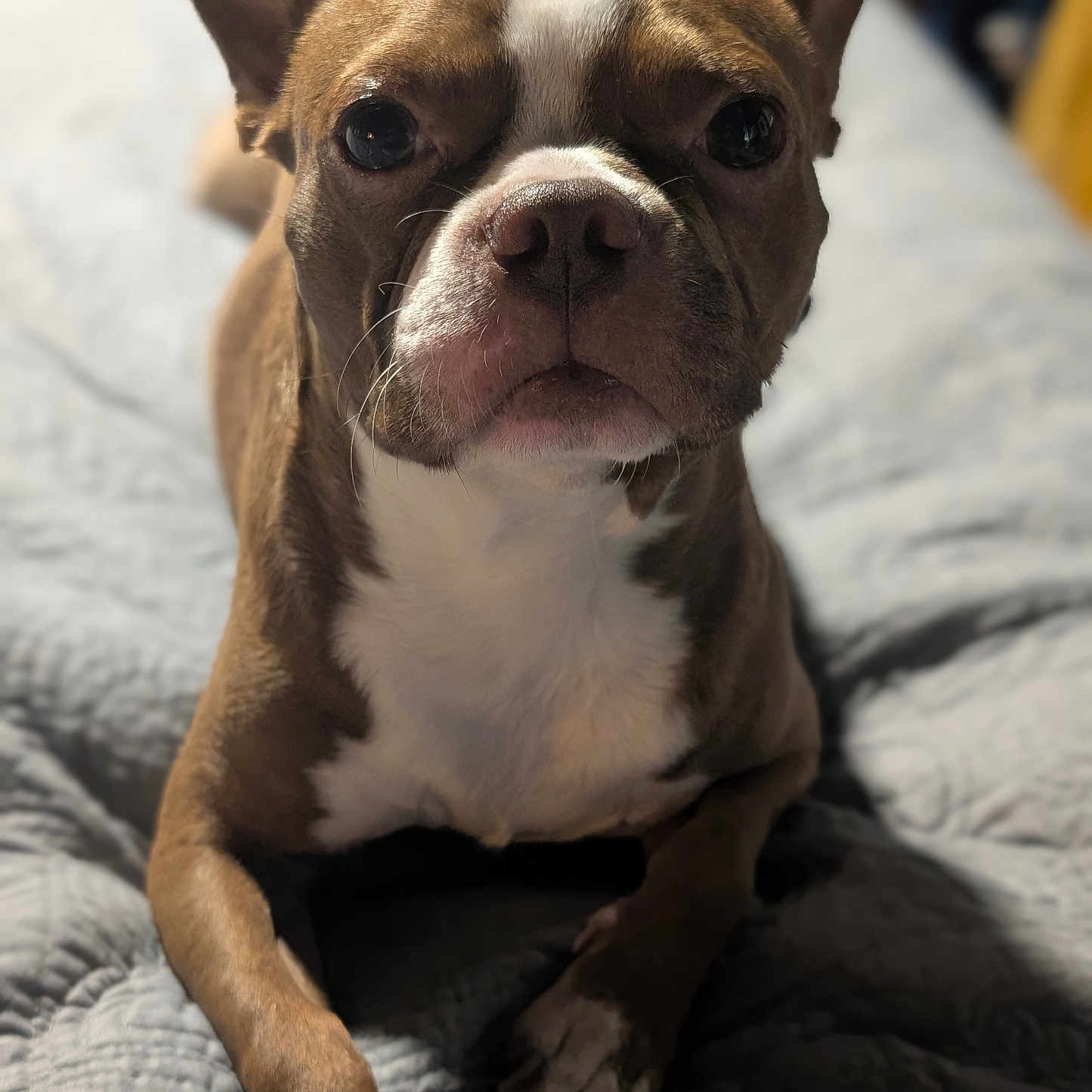 Rudy