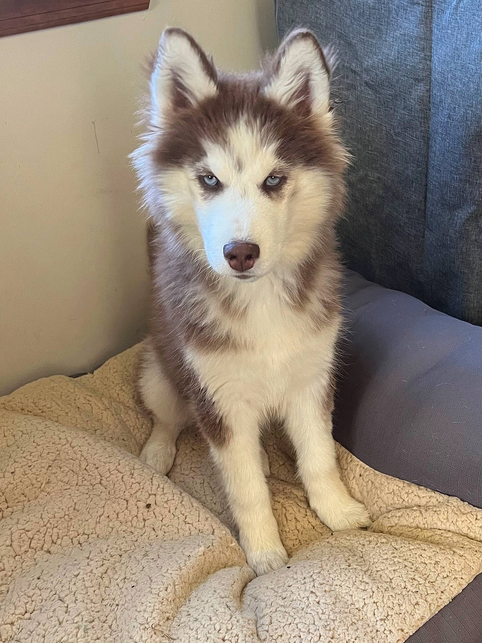 Georgia joined the competition — help win amazing prizes! ancient_dog_breeds, canidae, canis, carnivore, companion_dog, dog, dog_breed, flooring, fur, non_sporting_group, siberian_husky, sled_dog, snout, sporting_group, tail, terrestrial_animal, whiskers, wolf, working_animal, working_dog