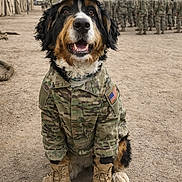Murphy is registered to the contest to win money with this photo: adorable, american_flag_patch, army_camp, bernese_mountain_dog, camouflage, camp_tent, canine, combat_boots, dog, dusty_ground, formation, happy, hat, military_uniform, outdoor, portrait, service_animal, smile, soldiers, training_ground