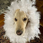 Lou participe au concours pour gagner de l'argent avec cette photo : dog, golden_retriever, feathers, boa, pet, animal, indoor, portrait, close_up, cute, fluffy, face, looking, carpet, patterned, home, furniture, decor, adorable, expression