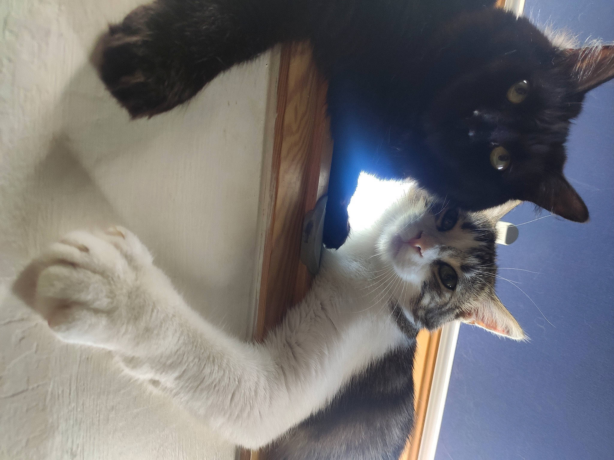 Charo participe au concours pour gagner de l'argent avec cette photo : black_cat, carnivore, cat, claw, domestic_short_haired_cat, ear, felidae, fur, gesture, paw, small_to_medium_sized_cats, snout, tail, tree, whiskers, window