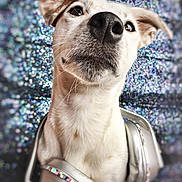 Noto a rejoint le concours — aidez-le/la à gagner de superbes lots ! dog, headphones, close_up, portrait, bokeh, sparkle, cute, pet, animal, ears, face, nostrils, whiskers, fur, expression, looking_up, studio, glitter, background, music