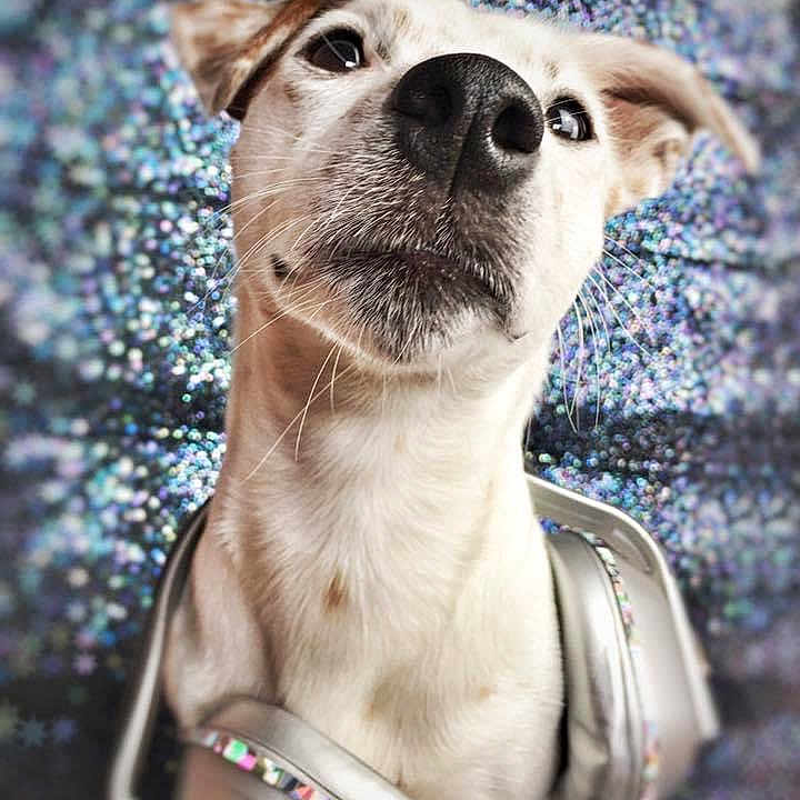 Noto a rejoint le concours — aidez-le/la à gagner de superbes lots ! animal, background, bokeh, close_up, cute, dog, ears, expression, face, fur, glitter, headphones, looking_up, music, nostrils, pet, portrait, sparkle, studio, whiskers