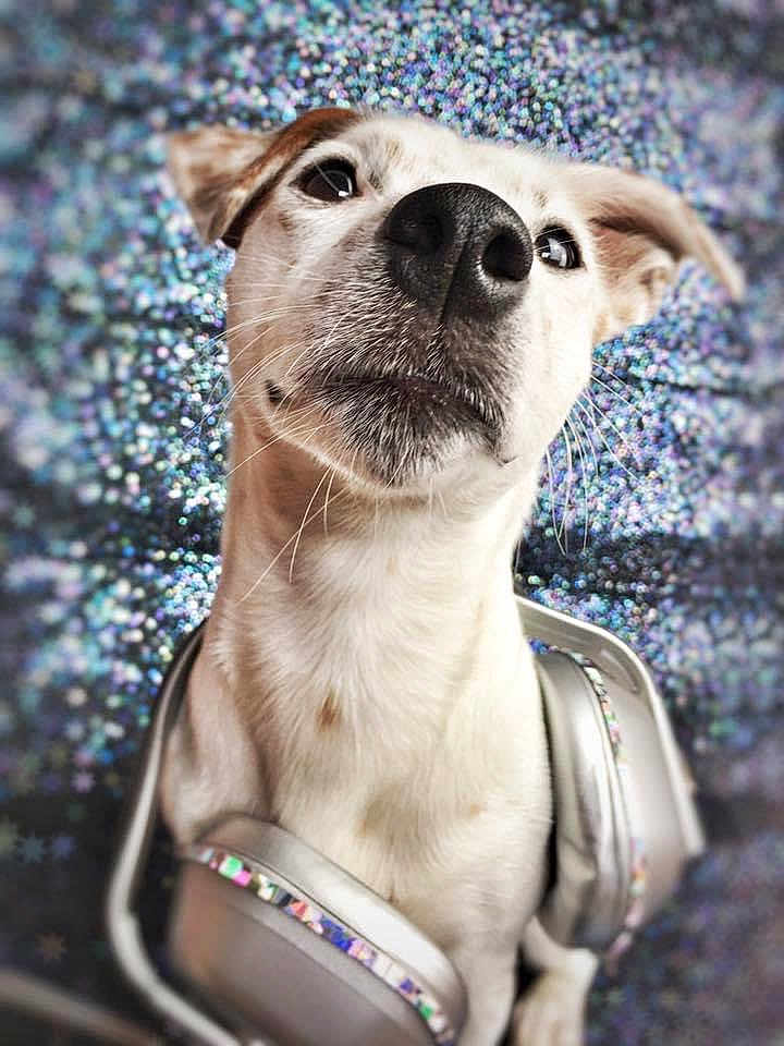 Noto a rejoint le concours — aidez-le/la à gagner de superbes lots ! dog, headphones, close_up, portrait, bokeh, sparkle, cute, pet, animal, ears, face, nostrils, whiskers, fur, expression, looking_up, studio, glitter, background, music