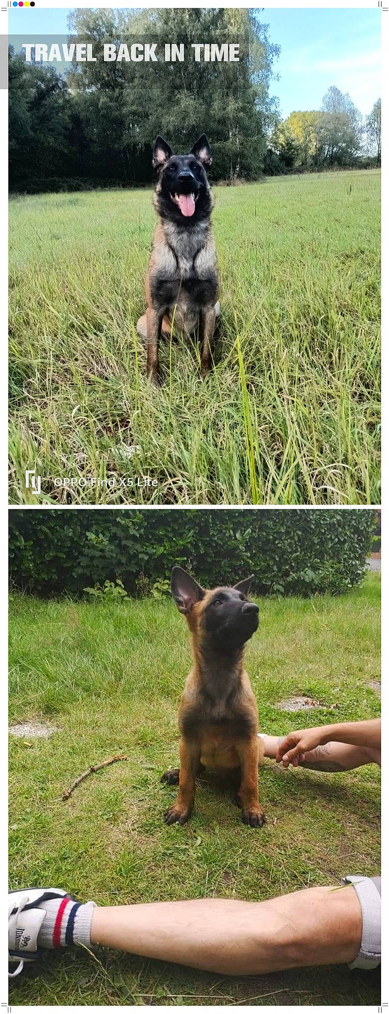 Saiko a rejoint le concours — aidez-le/la à gagner de superbes lots ! adaptation, carnivore, companion_dog, dog, dog_breed, fawn, grass, grass_family, grassland, green, mammal, meadow, pasture, plant, prairie, snout, tail, terrestrial_animal, vertebrate, working_animal