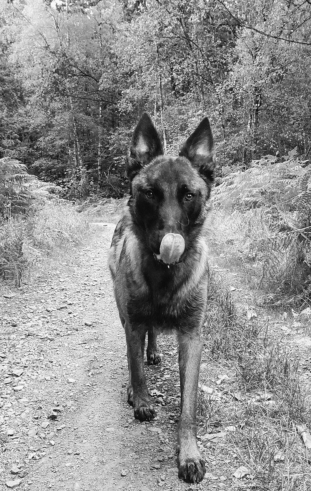 Saiko a rejoint le concours — aidez-le/la à gagner de superbes lots ! canidae, carnivore, dog, dog_breed, fawn, grass, hunting_dog, monochrome, monochrome_photography, plant, snout, soil, sporting_group, street_dog, terrestrial_animal, tree, whiskers, working_animal, working_dog