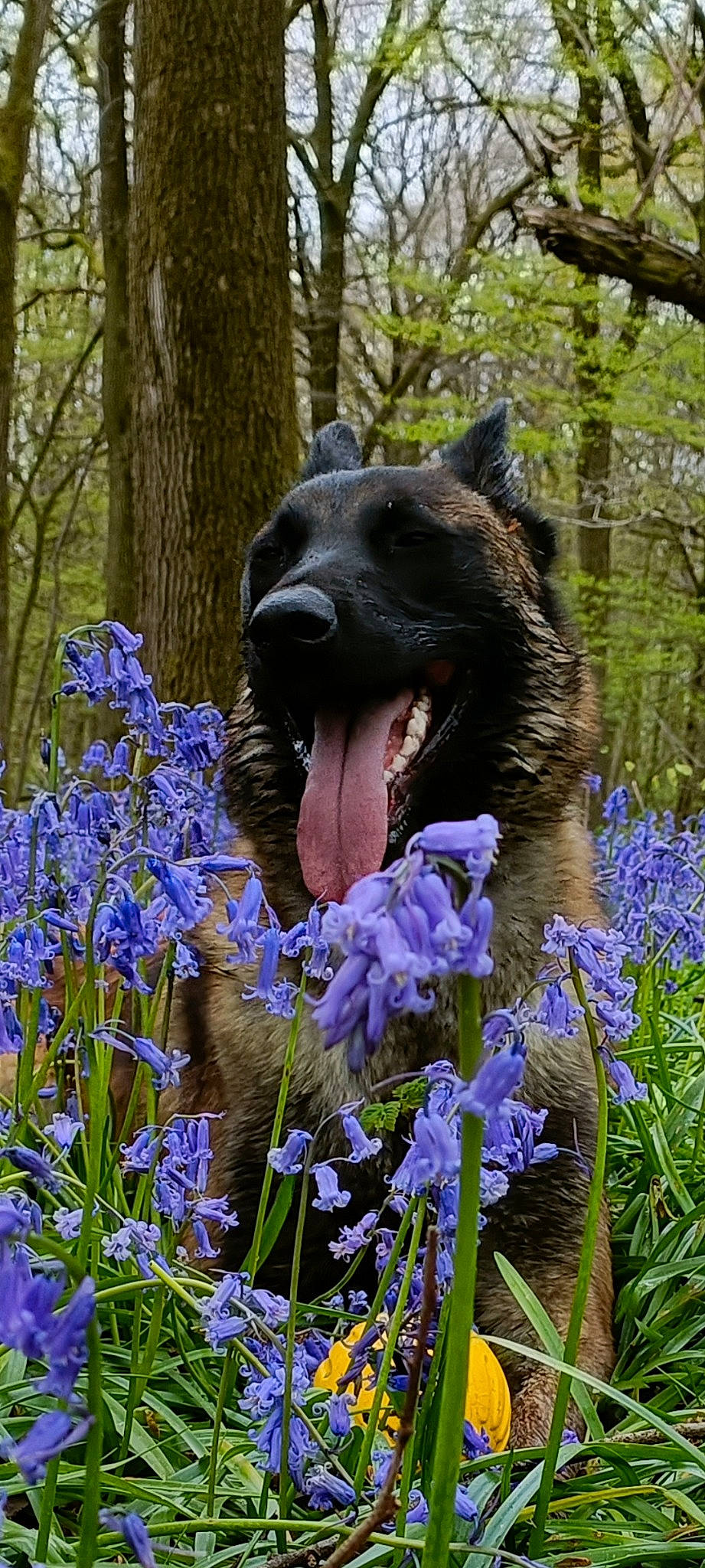 Saiko participe au concours pour gagner de l'argent avec cette photo : carnivore, dog, dog_breed, electric_blue, fang, fawn, flower, flowering_plant, grass, groundcover, herbaceous_plant, iris, lavender, lawn_ornament, plant, sculpture, shrub, terrestrial_plant, tree, wood