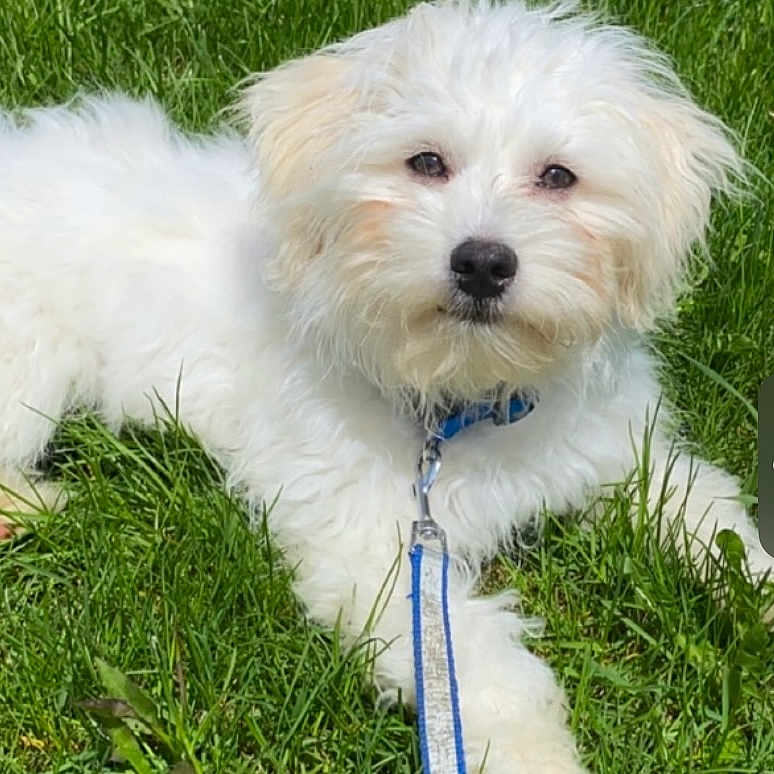Teddy joined the competition — help win amazing prizes! accessories, animal, ball, bison, canine, dog, eskimodog, football, grass, lawn, leash, pet, plant, poodle, puppy, soccer, soccerball, strap, terrier, whitedog