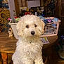dog, white_dog, fluffy, curious, wooden_chair, indoor, laundry_basket, cluttered, kitchen, sunflower, decor, table, pet, animal, furniture, household, domestic, cute, small_dog, companion