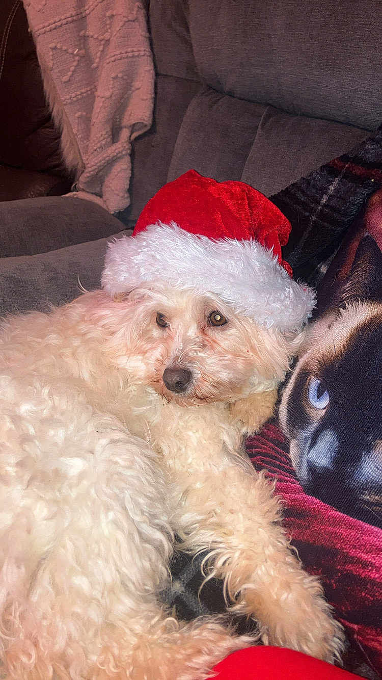 Teddy joined the competition — help win amazing prizes! dog, white_dog, santa_hat, holiday, christmas_hat, couch, blanket, pillow, cat_image, blue_eyes, fur, pet, indoor, cozy, relaxed, animal, cute, festive, companion, home