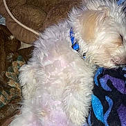 Teddy is registered to the contest to win money with this photo: puppy, dog, sleeping, white_fur, collar, blanket, cozy, resting, pet, fur, cute, domestic_animal, animal, indoor, relaxation, soft_texture, small_dog, companion, comfort, nap