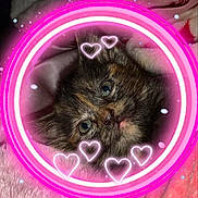 Pebbles joined the competition — help win amazing prizes! animal, brasssection, cat, envelope, face, greetingcard, head, horn, kitten, light, machine, mail, musicalinstrument, neon, person, pet, photography, portrait, purple, spoke