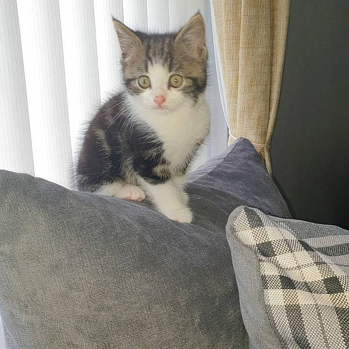 Ozzie joined the competition — help win amazing prizes! carnivore, cat, comfort, domestic_short_haired_cat, european_shorthair, felidae, fur, furniture, kitten, leg, polydactyl_cat, small_to_medium_sized_cats, tabby_cat, tail, whiskers