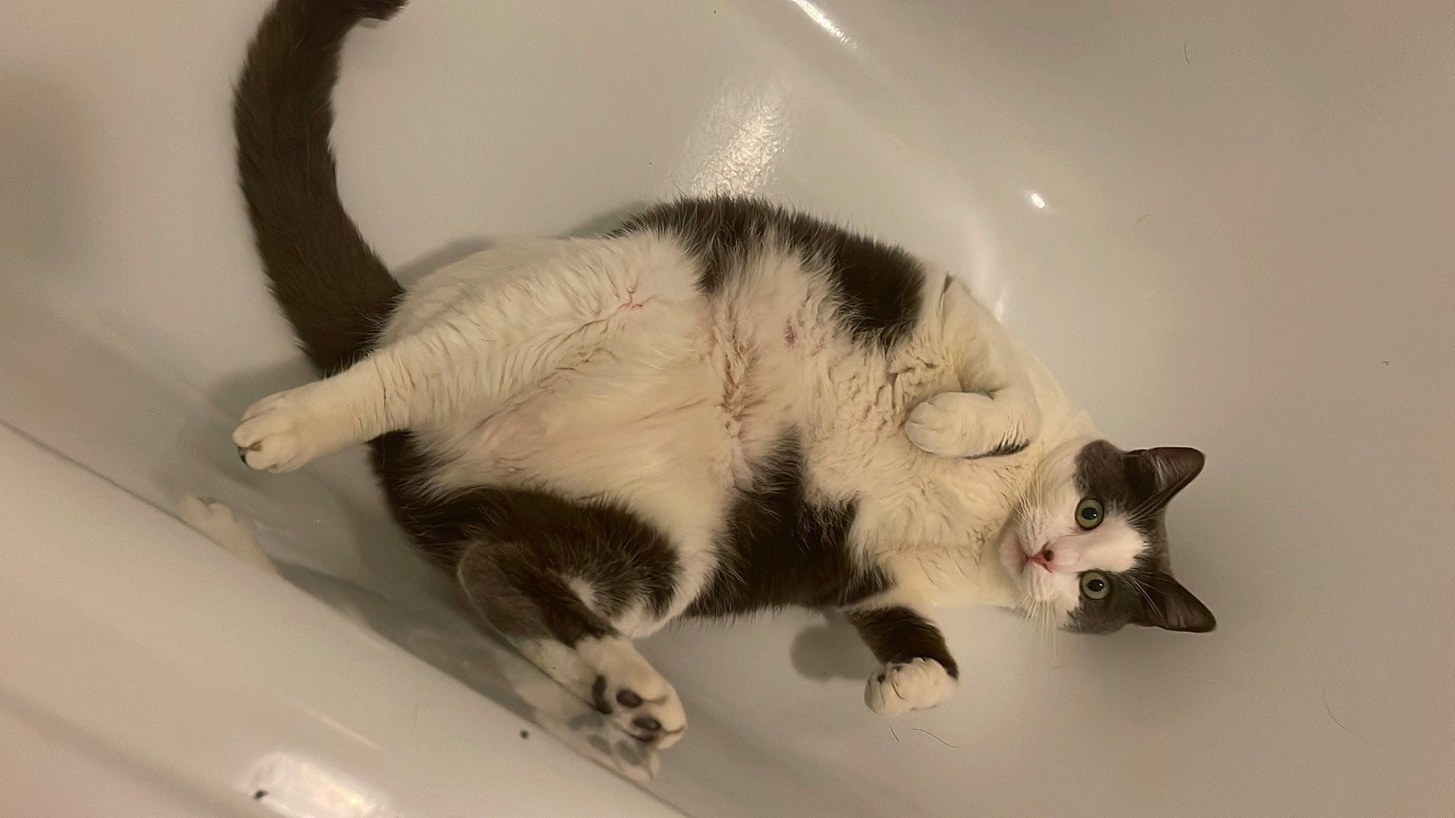 Luna participe au concours pour gagner de l'argent avec cette photo : bathroom, carnivore, cat, claw, domestic_short_haired_cat, fang, felidae, fur, paper_product, paw, plumbing_fixture, small_to_medium_sized_cats, snout, tail, thai, whiskers