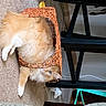 Joey joined the competition — help win amazing prizes! carnivore, cat, chair, comfort, companion_dog, dog_breed, fawn, felidae, flooring, fur, hardwood, human_leg, paw, pet_supply, small_to_medium_sized_cats, snout, tail, whiskers, wood, working_animal