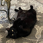 Chencha joined the competition — help win amazing prizes! black_cat, cat, pet, indoor, carpet, floor, fur, whiskers, yellow_eyes, relaxed, lying_down, table_leg, metal, patterned_rug, home, animal, cute, domestic_cat, resting, curious