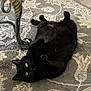 black_cat, cat, pet, indoor, carpet, floor, fur, whiskers, yellow_eyes, relaxed, lying_down, table_leg, metal, patterned_rug, home, animal, cute, domestic_cat, resting, curious