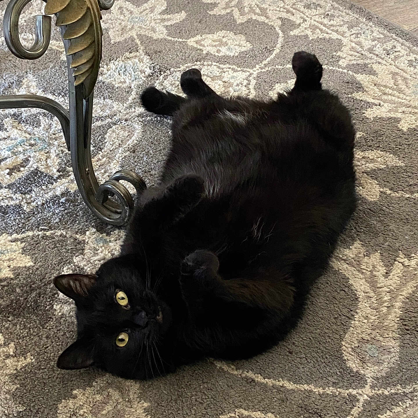 Chencha joined the competition — help win amazing prizes! animal, black_cat, carpet, cat, curious, cute, domestic_cat, floor, fur, home, indoor, lying_down, metal, patterned_rug, pet, relaxed, resting, table_leg, whiskers, yellow_eyes