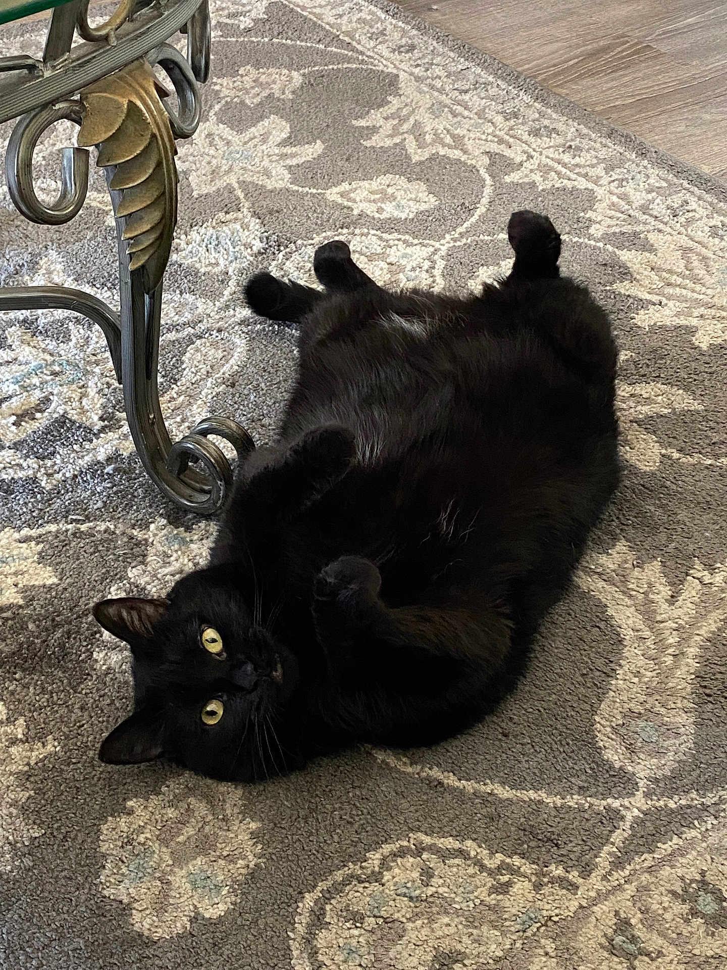 Chencha joined the competition — help win amazing prizes! black_cat, cat, pet, indoor, carpet, floor, fur, whiskers, yellow_eyes, relaxed, lying_down, table_leg, metal, patterned_rug, home, animal, cute, domestic_cat, resting, curious