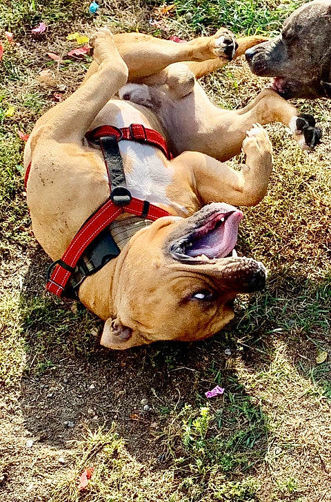 Major joined the competition — help win amazing prizes! adventure, canidae, dog_breed, fawn, flower, grass, human_leg, landscape, livestock, pack_animal, people_in_nature, plant, recreation, snout, soil, sporting_group, terrestrial_animal, tree, wildlife, working_animal