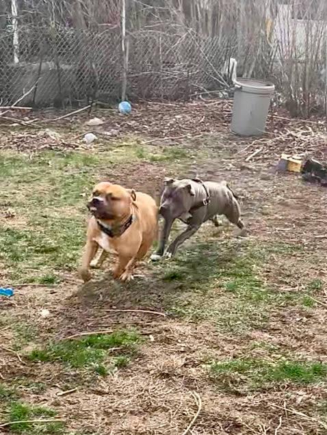 Major is registered to the contest to win money with this photo: canidae, carnivore, companion_dog, dog, dog_breed, dog_supply, fawn, grass, hunting_dog, plant, soil, sporting_group, terrestrial_animal, working_animal, working_dog