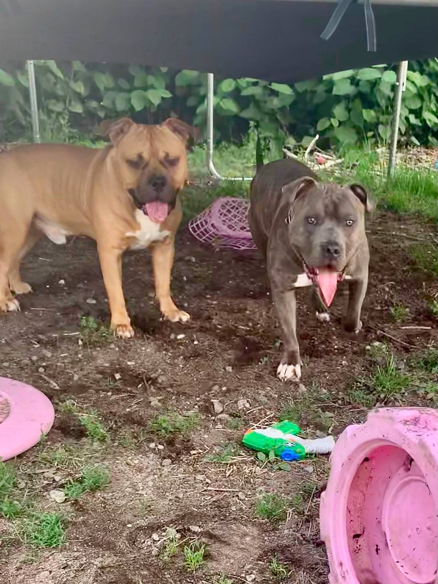 Major joined the competition — help win amazing prizes! automotive_tire, canidae, carnivore, companion_dog, dog, dog_breed, dog_supply, fawn, grass, guard_dog, molosser, ori_pei, plant, snout, soil, sporting_group, terrestrial_animal, working_animal, working_dog, wrinkle