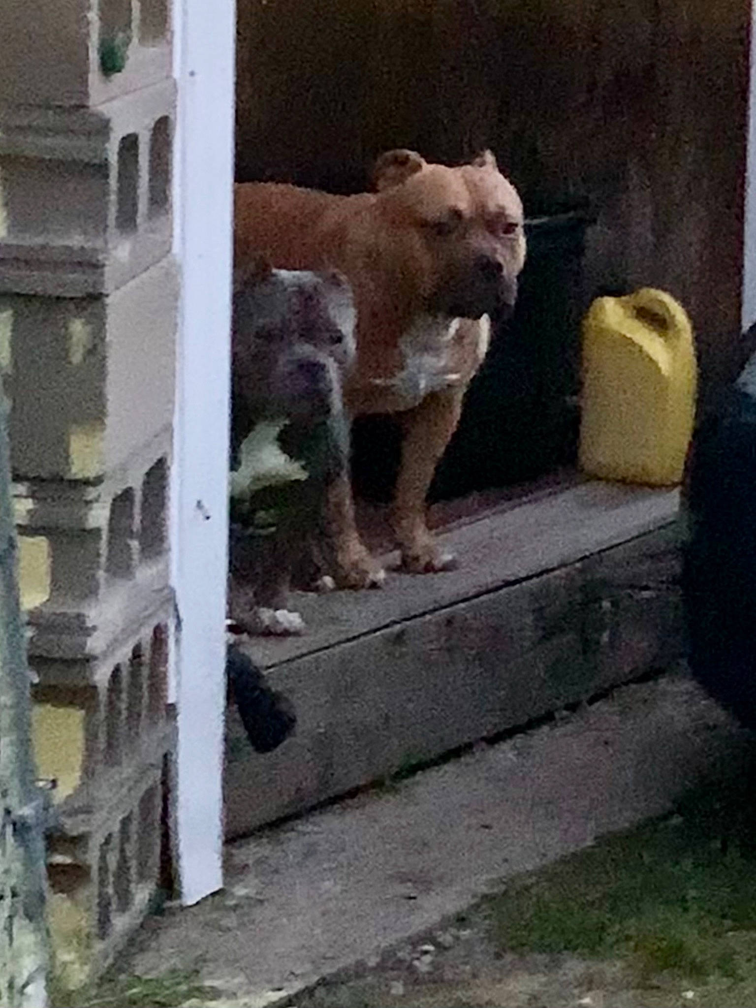 Major is registered to the contest to win money with this photo: art, big_cats, brick, brickwork, canidae, carnivore, companion_dog, dog, dog_breed, fawn, felidae, metal, road_surface, snout, sporting_group, tail, terrestrial_animal, whiskers, wood, working_animal