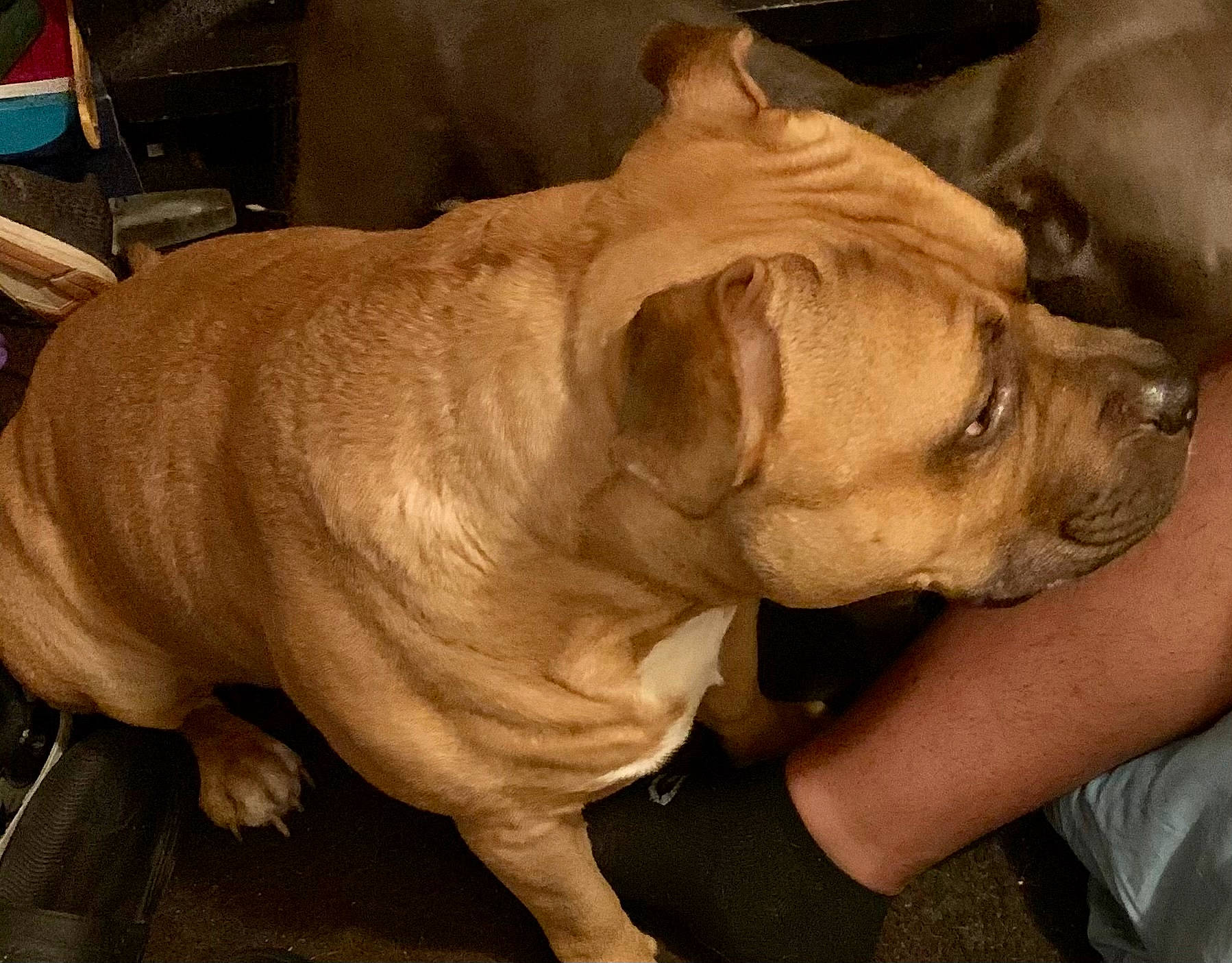 Major is registered to the contest to win money with this photo: canidae, carnivore, collar, companion_dog, dog, dog_breed, dog_collar, ear, fawn, fur, guard_dog, jaw, liver, molosser, non_sporting_group, paw, sporting_group, whiskers, working_animal, wrinkle