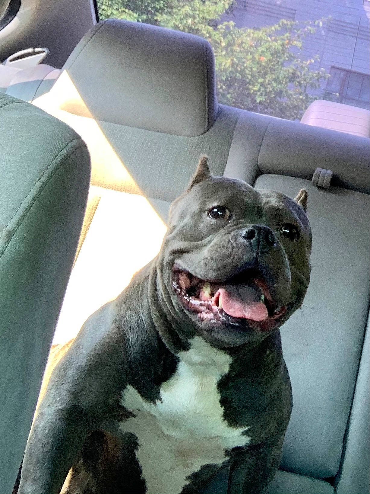 Izzy is registered to the contest to win money with this photo: auto_part, canidae, car_seat, carnivore, chair, collar, comfort, companion_dog, dog, dog_breed, fang, fur, liver, snout, terrestrial_animal, vehicle, whiskers, window, working_animal, working_dog