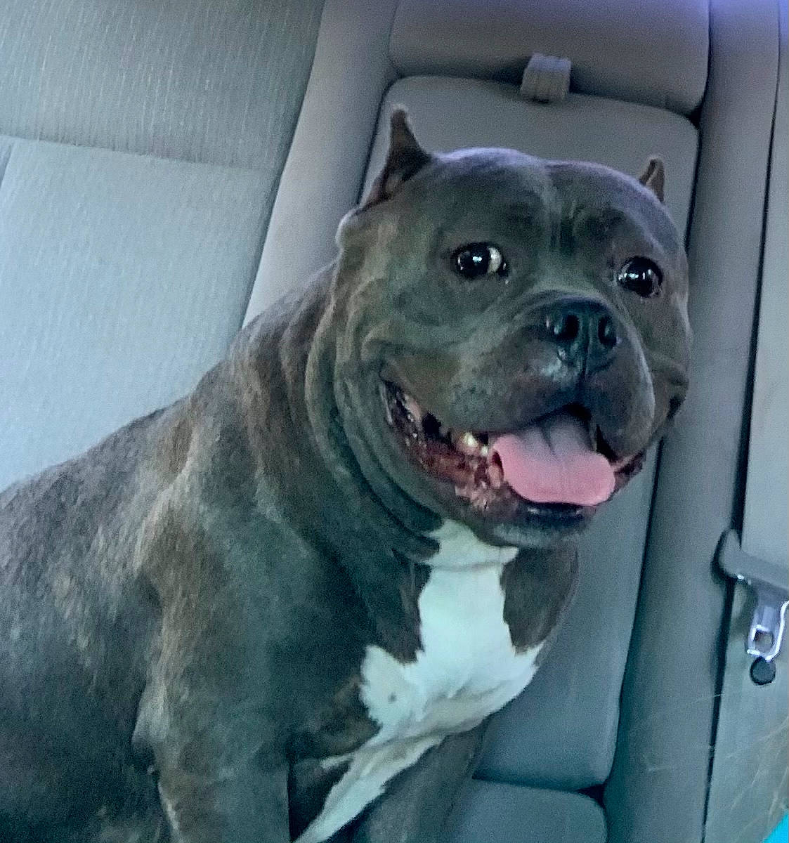 Izzy is registered to the contest to win money with this photo: canidae, car, carnivore, collar, companion_dog, dog, dog_breed, dog_collar, door, fawn, fender, hood, jaw, mammal, sporting_group, vehicle, vertebrate, whiskers, window, windshield