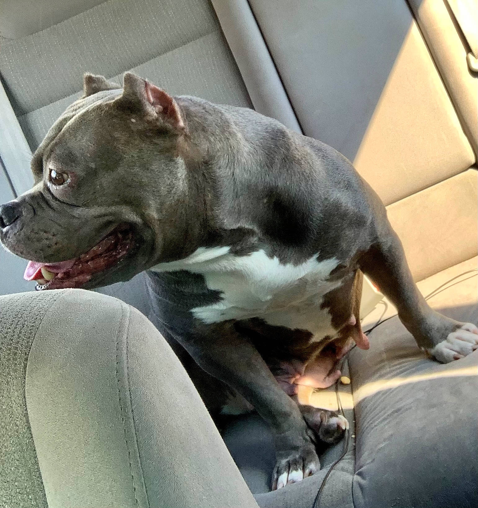 Izzy is registered to the contest to win money with this photo: auto_part, canidae, car, carnivore, collar, comfort, companion_dog, dog, dog_breed, dog_collar, fawn, liver, metal, snout, sporting_group, terrestrial_animal, vehicle, whiskers, windshield, working_animal