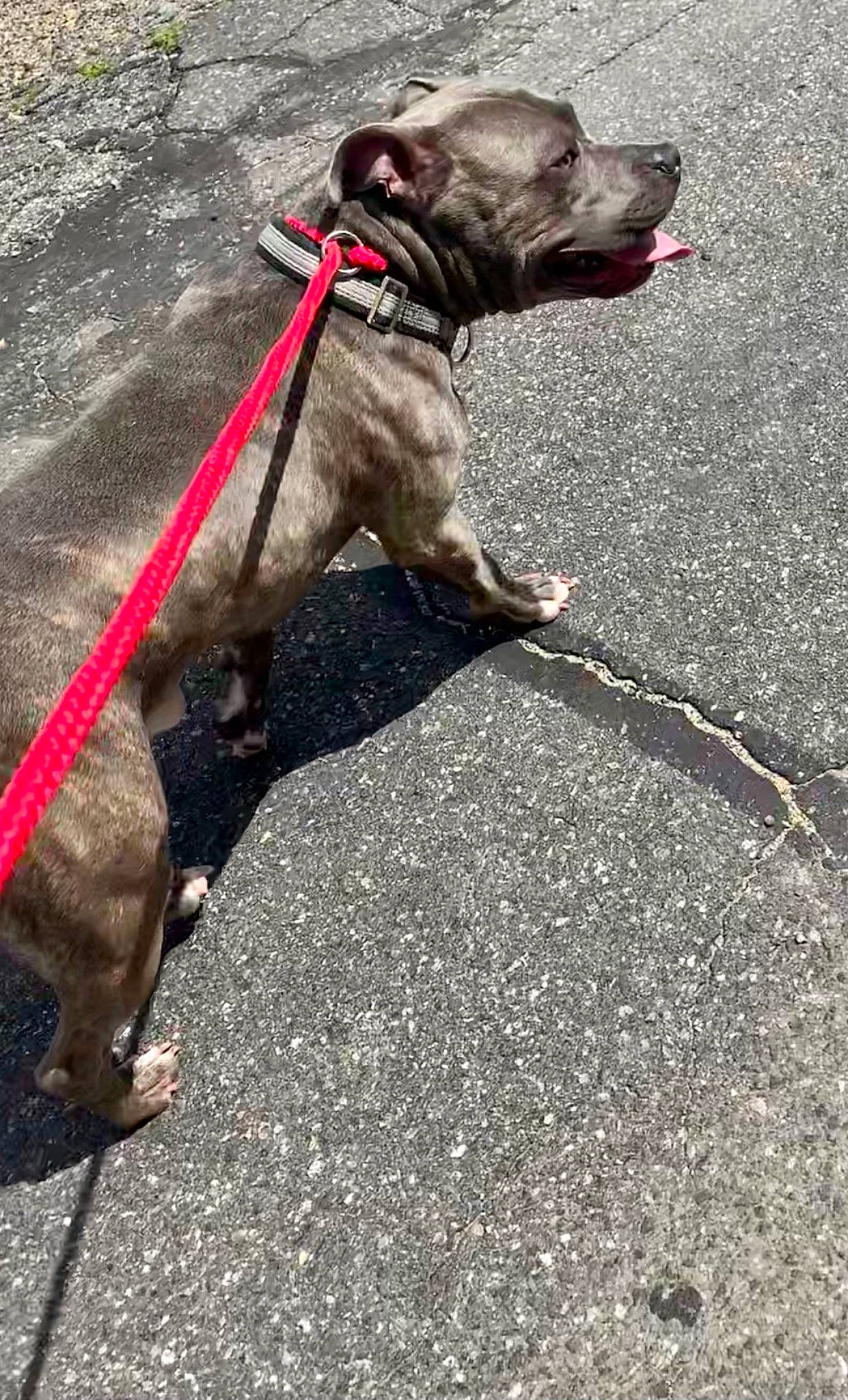 Draco joined the competition — help win amazing prizes! asphalt, carnivore, collar, companion_dog, dog, dog_breed, dog_clothes, dog_collar, dog_supply, dog_walking, fawn, leash, liver, pet_supply, road_surface, sidewalk, snout, sporting_group, working_animal, wrinkle