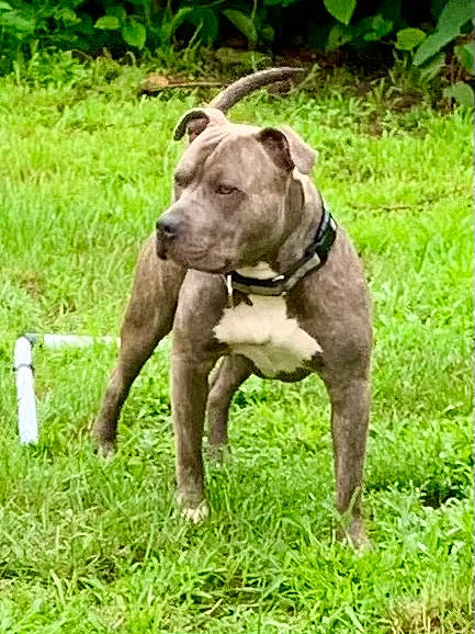 Draco is registered to the contest to win money with this photo: canidae, carnivore, collar, companion_dog, dog, dog_breed, dog_collar, fawn, grass, grassland, groundcover, liver, non_sporting_group, plant, snout, sporting_group, tail, terrestrial_animal, working_animal, working_dog