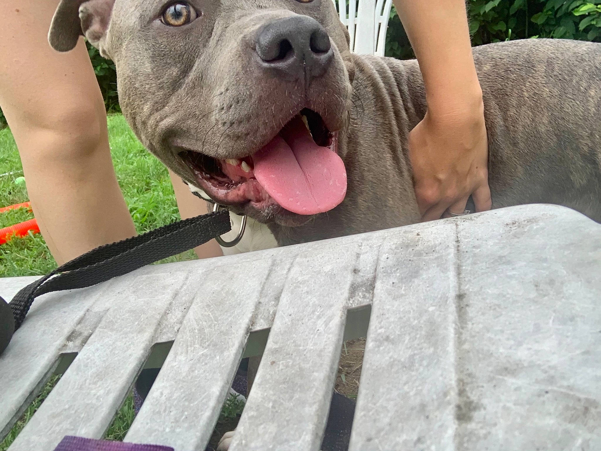 Draco joined the competition — help win amazing prizes! canidae, carnivore, collar, companion_dog, dog, dog_breed, dog_collar, fawn, grass, guard_dog, mammal, pattern, plant, recreation, snout, sporting_group, vertebrate, wood, working_animal, working_dog