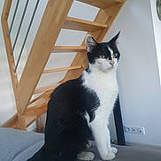 Bibou participe au concours pour gagner de l'argent avec cette photo : abyssinian, animal, architecture, building, cat, furniture, handrail, hardwood, house, housing, indoors, interiordesign, livingroom, manx, pet, plywood, railing, room, staircase, wood