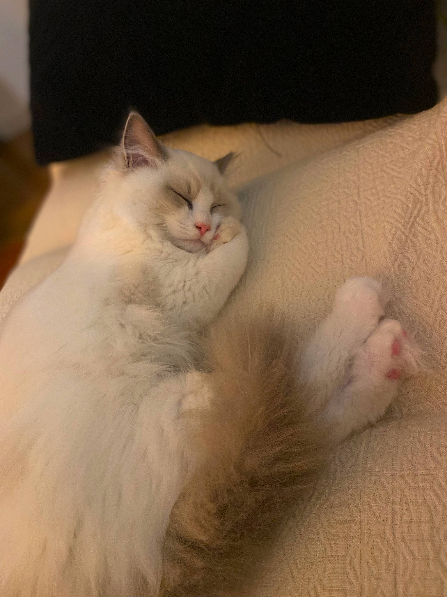 Ullia a rejoint le concours — aidez-le/la à gagner de superbes lots ! british_longhair, carnivore, cat, claw, comfort, felidae, fur, paw, small_to_medium_sized_cats, snout, tail, whiskers