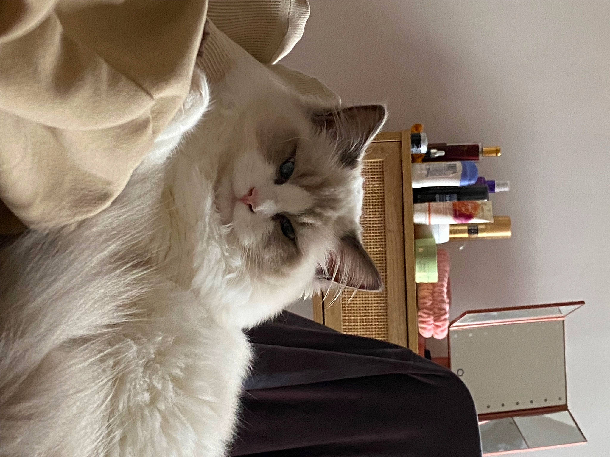 Ullia a rejoint le concours — aidez-le/la à gagner de superbes lots ! bookcase, carnivore, cat, comfort, domestic_short_haired_cat, felidae, fur, musical_instrument, paw, ragdoll, shelf, shelving, small_to_medium_sized_cats, tail, whiskers