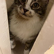 Vroom participe au concours pour gagner de l'argent avec cette photo : cat, curious, indoor, door_gap, wooden_floor, tabby, white_paws, whiskers, fur, pet, animal, cute, domestic, eyes, face, closeup, peek, home, feline, adorable