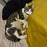 animal, bed, blanket, cat, comfortable, cozy, curious, cute, domestic, feline, indoor, looking, lying_down, pet, pillow, relaxed, resting, soft_texture, tabby, white_fur