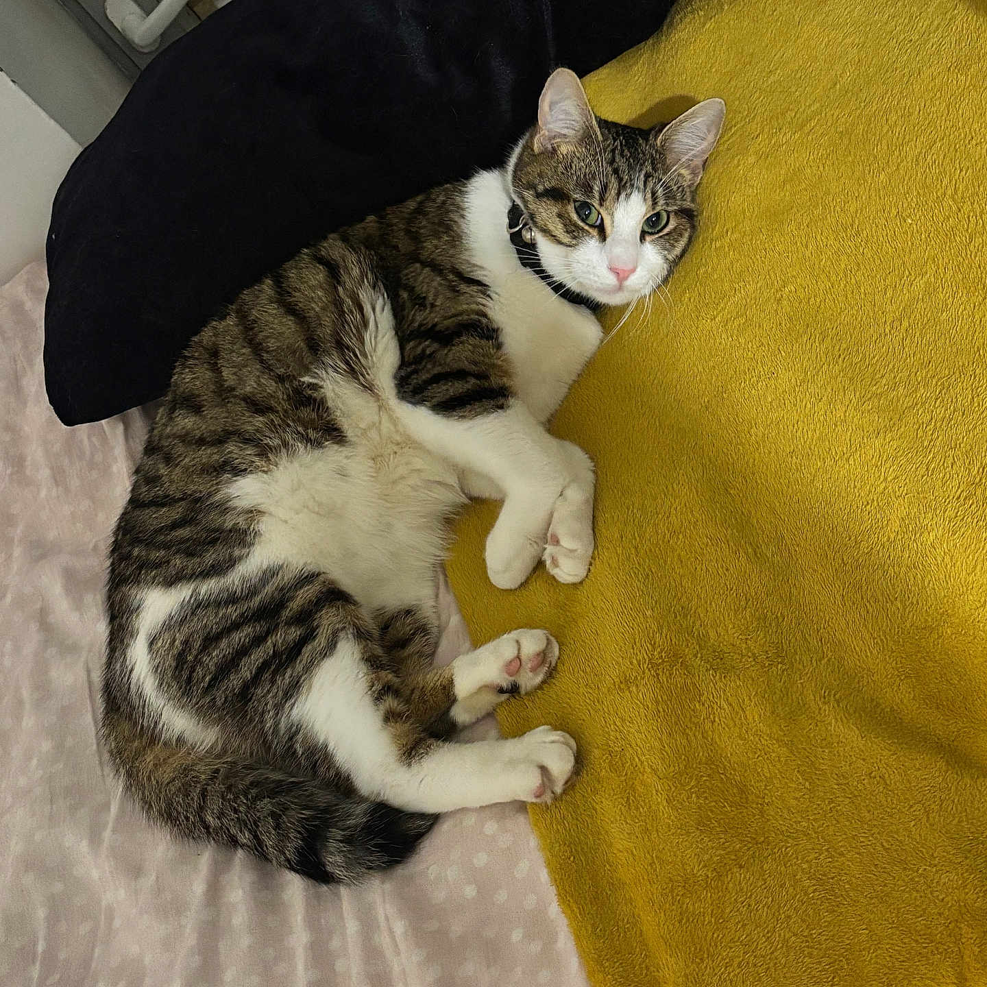 Mimi