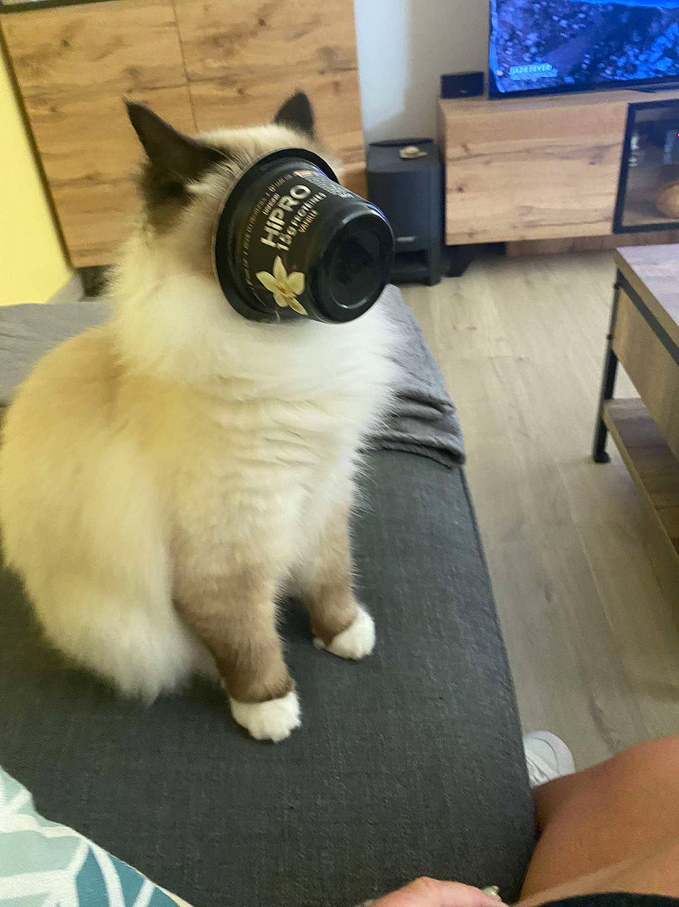 Ruby participe au concours pour gagner de l'argent avec cette photo : carnivore, cat, companion_dog, display_device, eyewear, fawn, felidae, flooring, fur, human_leg, led_backlit_lcd_display, paw, sitting, small_to_medium_sized_cats, snout, tail, television, thai, whiskers