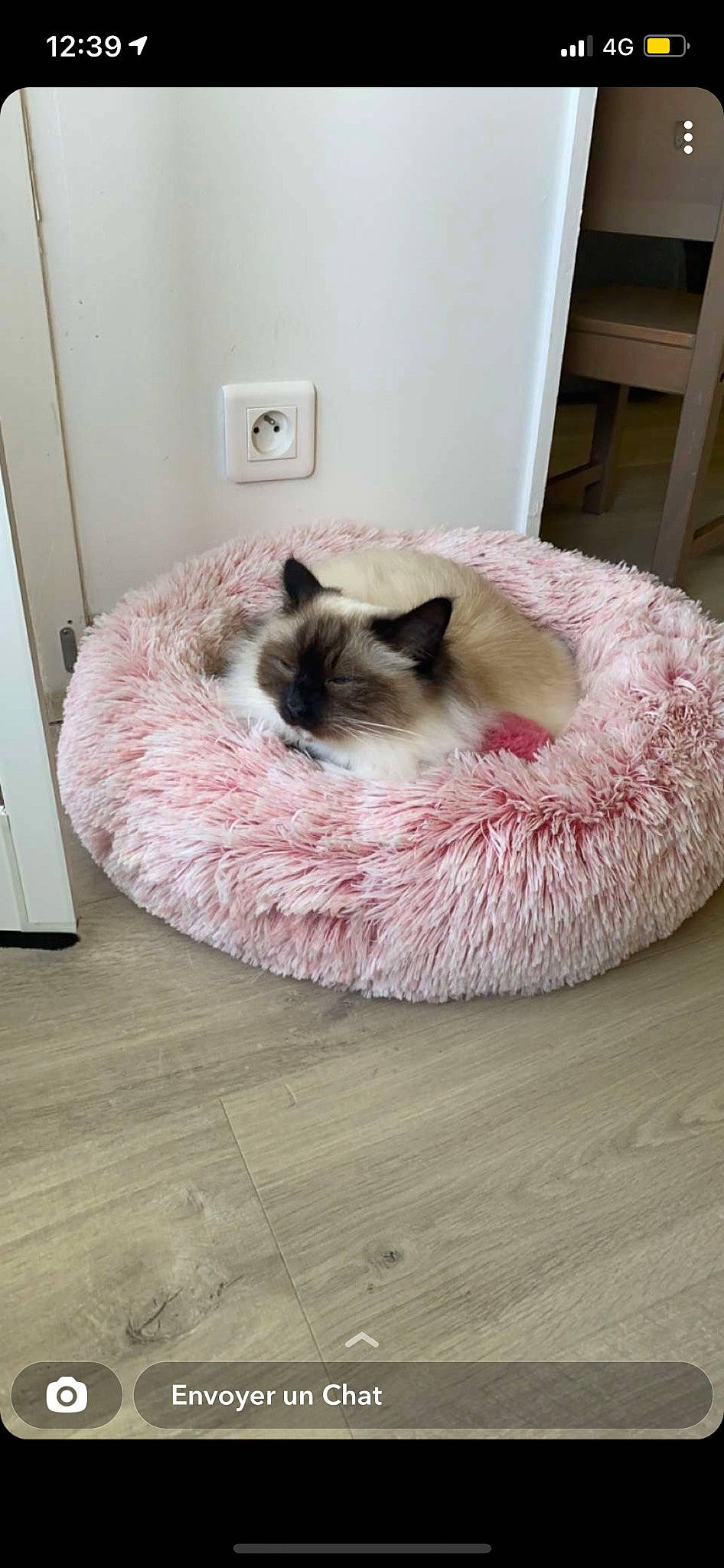Ruby participe au concours pour gagner de l'argent avec cette photo : carnivore, cat, cat_bed, cat_supply, comfort, companion_dog, fawn, felidae, floor, flooring, fur, grey, hardwood, linens, siamese, small_to_medium_sized_cats, snout, tail, whiskers, wood
