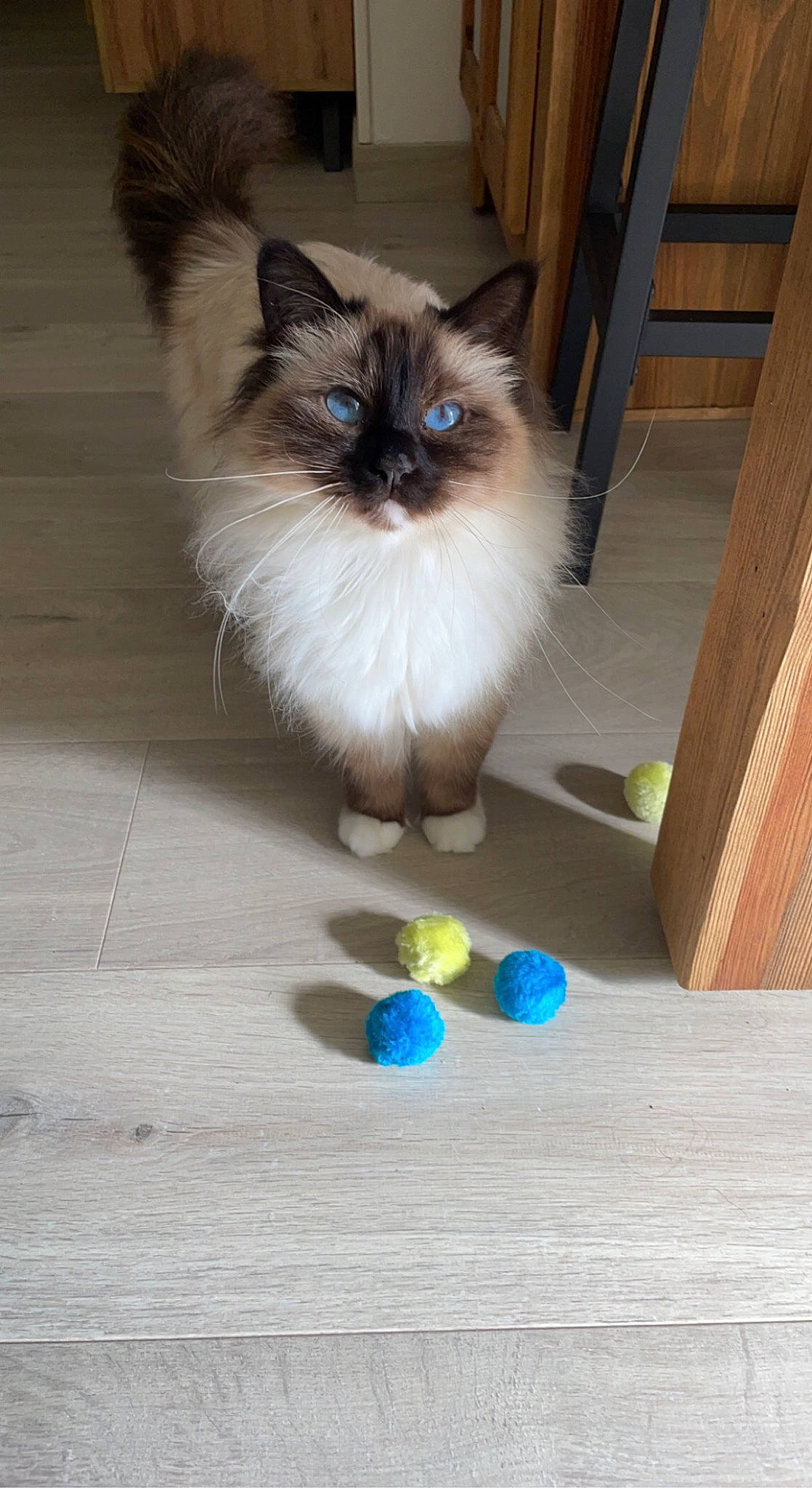 Ruby a rejoint le concours — aidez-le/la à gagner de superbes lots ! art, balinese, birman, carnivore, cat, electric_blue, fawn, felidae, flooring, fur, hardwood, idiophone, ragdoll, siamese, small_to_medium_sized_cats, snout, tail, thai, whiskers, wood