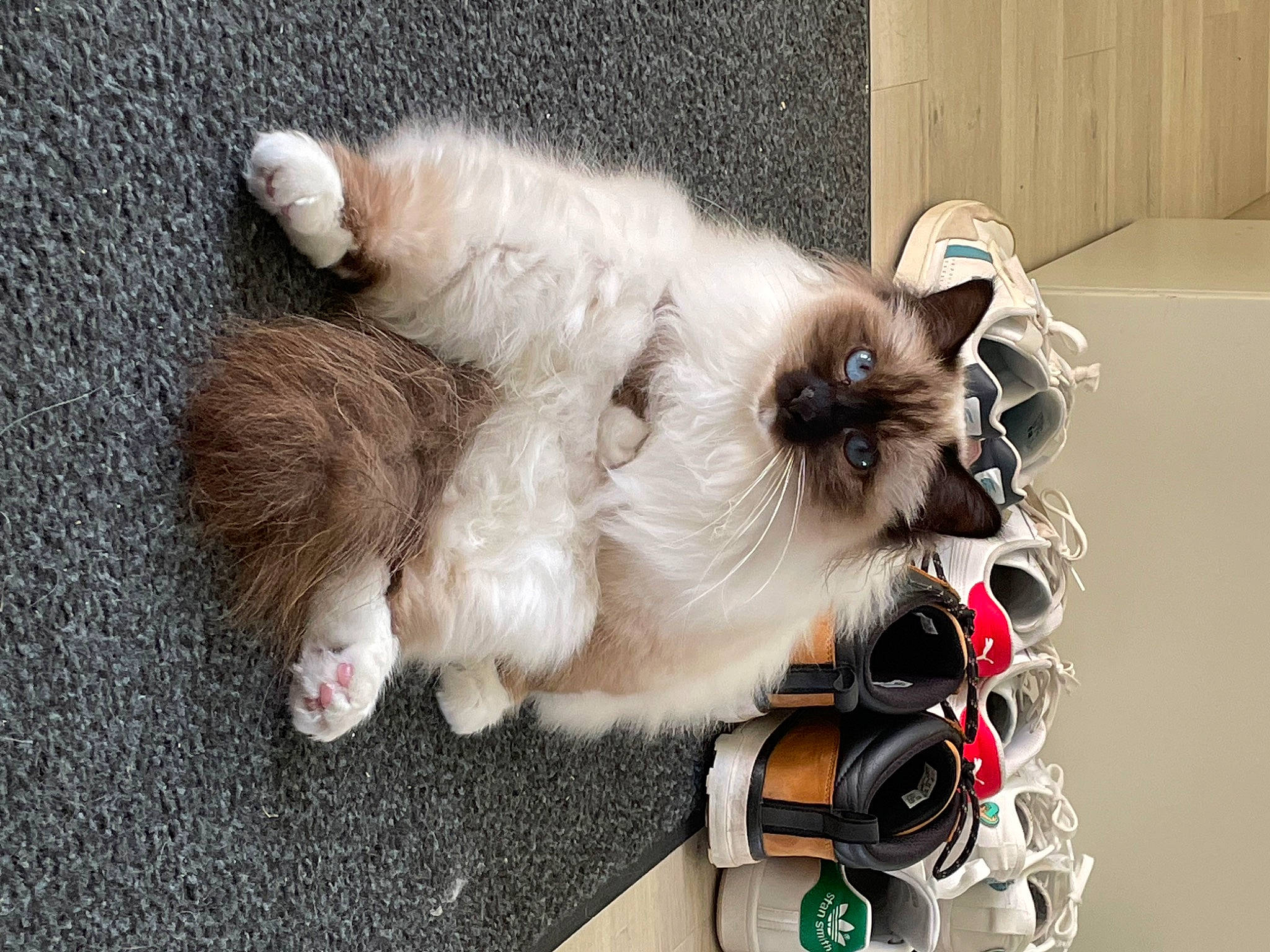 Ruby participe au concours pour gagner de l'argent avec cette photo : birman, canidae, carnivore, cat, collar, companion_dog, dog_breed, fashion_accessory, fawn, felidae, fur, paw, siamese, small_to_medium_sized_cats, sporting_group, tail, whiskers