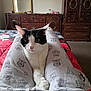 Soot joined the competition — help win amazing prizes! cat, black_and_white_cat, pajama_pants, owl_pattern, bedroom, bed, wooden_furniture, mirror, person, legs, carpet, drawer, cupboard, relaxed, indoor, pet, comfort, cozy, fur, whiskers