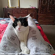 Spot is registered to the contest to win money with this photo: cat, black_and_white_cat, pajama_pants, owl_pattern, bedroom, bed, wooden_furniture, mirror, person, legs, carpet, drawer, cupboard, relaxed, indoor, pet, comfort, cozy, fur, whiskers