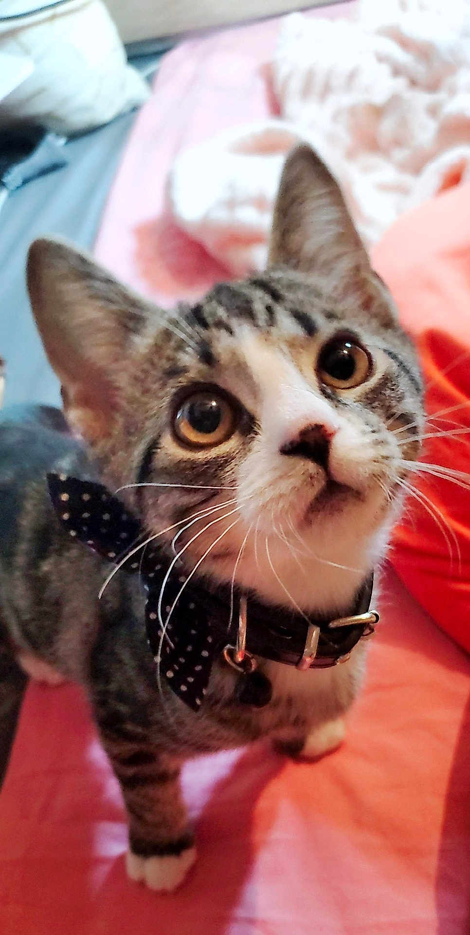 Yeulmu is registered to the contest to win money with this photo: cat, kitten, pet, tabby_cat, whiskers, collar, bow_tie, bell, bed, blanket, indoor, close_up, portrait, eyes, paw, fur, curious, looking_up, adorable, domestic_animal
